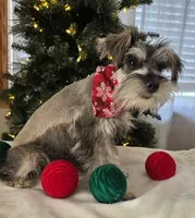 Buster, a male Miniature Schnauzer for sale in Woodburn, IN – Photo 3 of 3