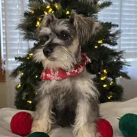Buster, a male Miniature Schnauzer for sale in Woodburn, IN – Photo 1 of 3