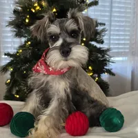 Buster, a male Miniature Schnauzer for sale in Woodburn, IN – Photo 2 of 3