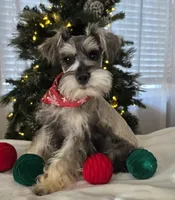 Buster, a male Miniature Schnauzer for sale in Woodburn, IN – Photo 2 of 3