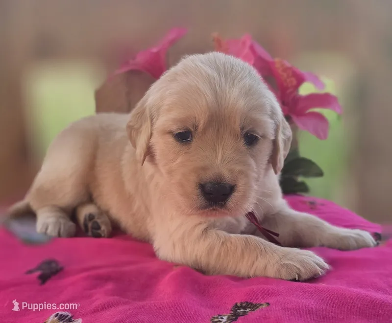 Oakley  – Golden Retriever puppy for sale in Woodburn, IN