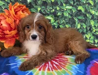 Ethan , a male Cavapoo for sale in Woodburn, IN – 2 of 5