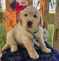 Tank, a male Golden Retriever for sale in Woodburn, IN – 3 of 5