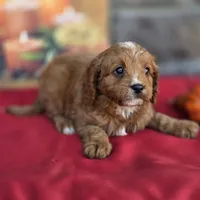 Nutmeg , a male Cavapoo for sale in Woodburn, IN – 4 of 4