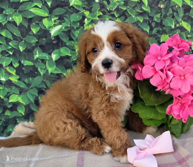 Krystal  – Cavapoo puppy for sale in Woodburn, IN