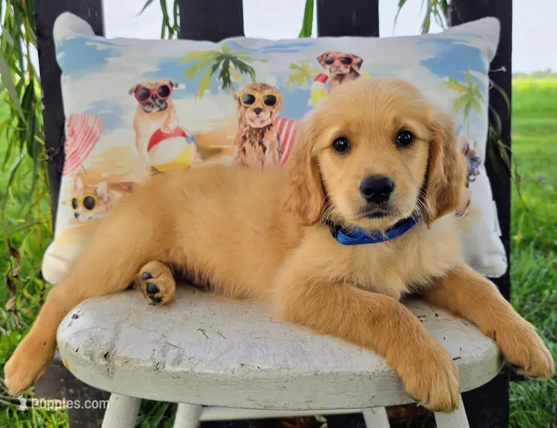 Chico – Goldendoodle puppy for sale in Woodburn, IN