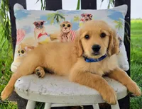 Chico, a male Goldendoodle for sale in Woodburn, IN – 1 of 3