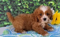 Keegan, a female Cavapoo for sale in Woodburn, IN – 4 of 4