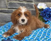 Keegan, a female Cavapoo for sale in Woodburn, IN – 3 of 4