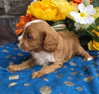 Ethan , a male Cavapoo for sale in Woodburn, IN – 4 of 4