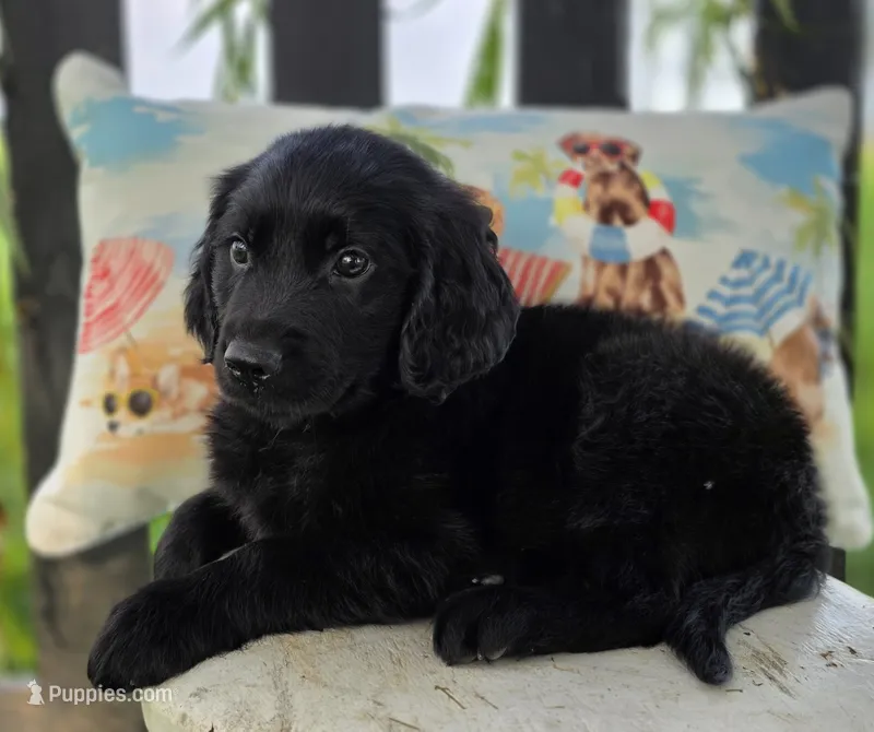 Blue – Goldendoodle puppy for sale in Woodburn, IN