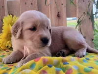 Daisy , a female Golden Retriever for sale in Woodburn, IN – 2 of 4