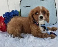 Ethan , a male Cavapoo for sale in Woodburn, IN – 8 of 8