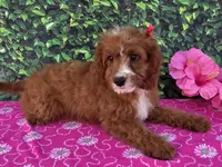 Elsa , a female Cavapoo for sale in Woodburn, IN – 2 of 3