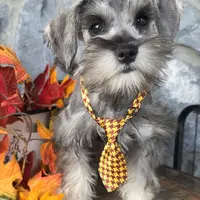 Acorn, a male Miniature Schnauzer for sale in Woodburn, IN – Photo 4 of 4