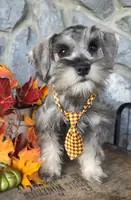 Acorn, a male Miniature Schnauzer for sale in Woodburn, IN – Photo 4 of 4