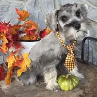 Acorn, a male Miniature Schnauzer for sale in Woodburn, IN – Photo 2 of 4