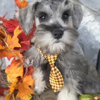 Acorn, a male Miniature Schnauzer for sale in Woodburn, IN – Photo 1 of 4