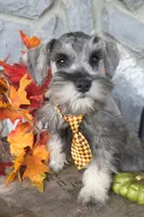 Acorn, a male Miniature Schnauzer for sale in Woodburn, IN – Photo 1 of 4