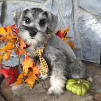 Acorn, a male Miniature Schnauzer for sale in Woodburn, IN – Photo 3 of 4
