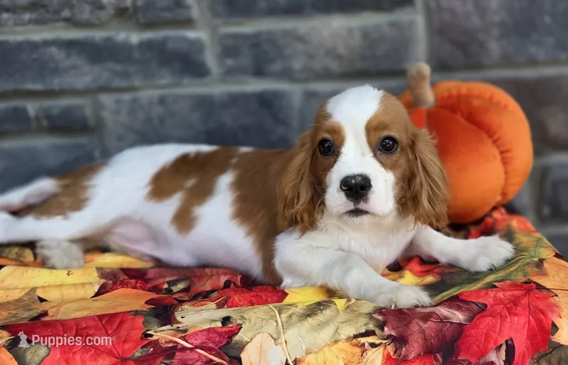 Solly – Cavalier King Charles Spaniel puppy for sale in Woodburn, IN