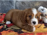 Hickory, a male Cavapoo for sale in Woodburn, IN – 3 of 4