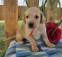 Mochie , a male Goldendoodle for sale in Woodburn, IN – 4 of 4