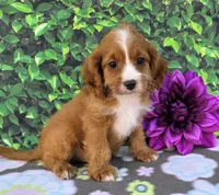 Karina, a female Cavapoo for sale in Woodburn, IN – 3 of 3