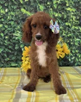Elaine, a female Cavapoo for sale in Woodburn, IN – 2 of 3