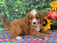 Kady, a male Cavapoo for sale in Woodburn, IN – 3 of 4