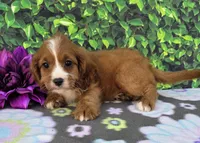 Karina, a female Cavapoo for sale in Woodburn, IN – 2 of 3