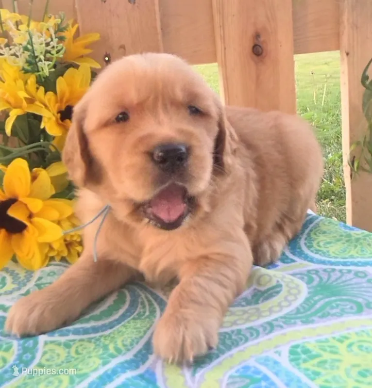 Tucker – Golden Retriever puppy for sale in Woodburn, IN