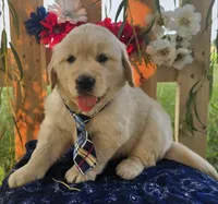Tank, a male Golden Retriever for sale in Woodburn, IN – 4 of 5