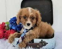 Ethan , a male Cavapoo for sale in Woodburn, IN – 6 of 8