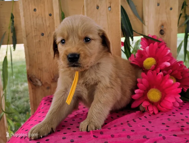 Cutie – Goldendoodle puppy for sale in Woodburn, IN