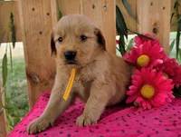 Cutie, a female Goldendoodle for sale in Woodburn, IN – 1 of 4