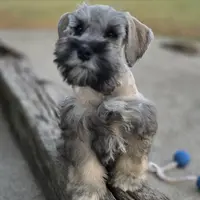 Diago, a male Miniature Schnauzer for sale in Woodburn, IN – Photo 1 of 2