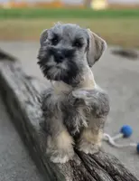 Diago, a male Miniature Schnauzer for sale in Woodburn, IN – Photo 1 of 2