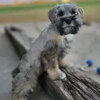 Diago, a male Miniature Schnauzer for sale in Woodburn, IN – Photo 2 of 2