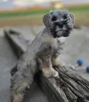 Diago, a male Miniature Schnauzer for sale in Woodburn, IN – Photo 2 of 2