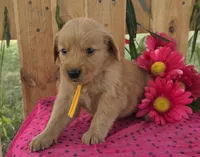 Cutie, a female Goldendoodle for sale in Woodburn, IN – 3 of 4
