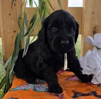 Chico, a male Goldendoodle for sale in Woodburn, IN – 2 of 4