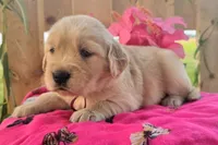 Oakley , a female Golden Retriever for sale in Woodburn, IN – 2 of 4