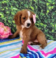 Kassidy, a female Cavapoo for sale in Woodburn, IN – 1 of 3