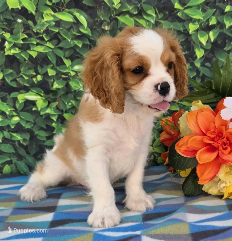 Solly – Cavalier King Charles Spaniel puppy for sale in Woodburn, IN