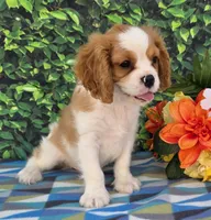 Solly, a male Cavalier King Charles Spaniel for sale in Woodburn, IN – 1 of 3
