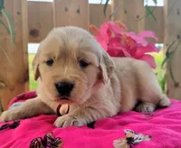 Oakley , a female Golden Retriever for sale in Woodburn, IN – 3 of 4