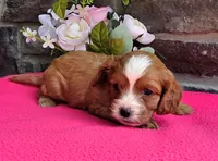 Emma, a female Cavapoo for sale in Woodburn, IN – 2 of 4