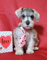 Noah, a male Miniature Schnauzer for sale in Woodburn, IN – Photo 1 of 4