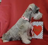 Noah, a male Miniature Schnauzer for sale in Woodburn, IN – Photo 3 of 4